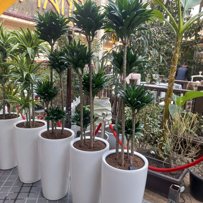 Цветы растения в горшках для офисов гуллар gullar