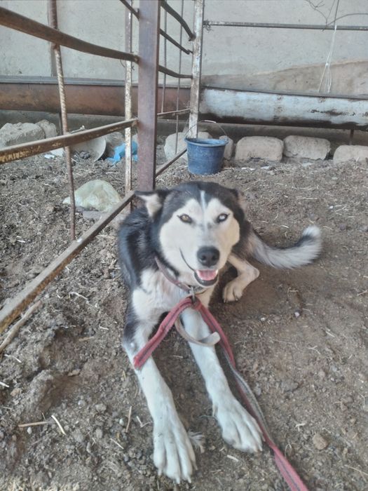 Хаски Самка продажа