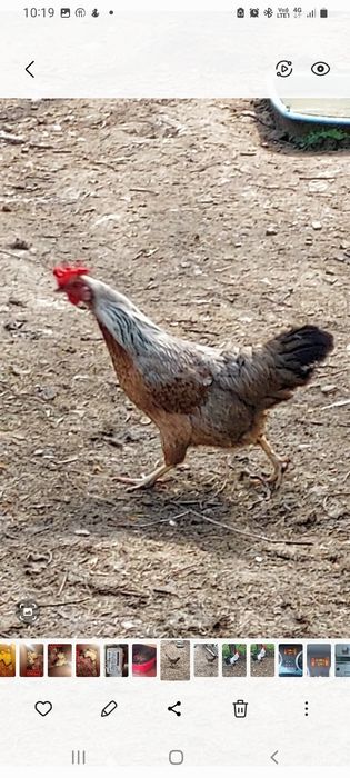 Vind ouă găini italiană de incubat