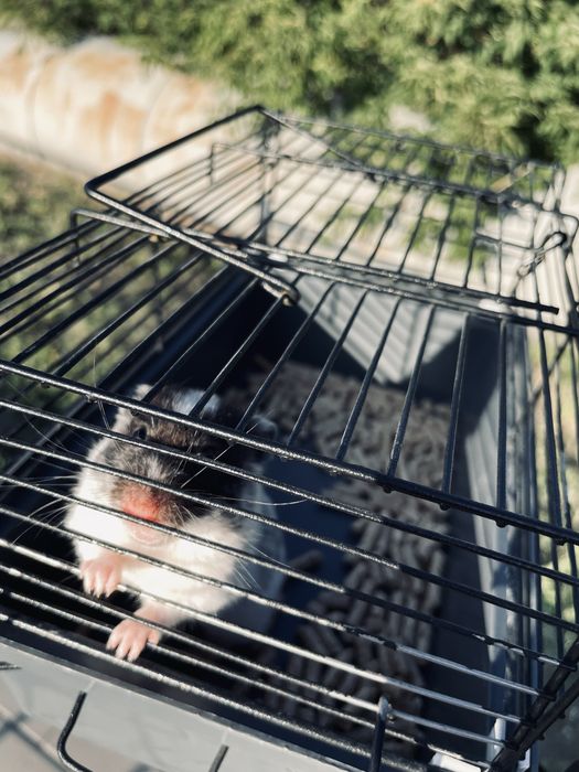 Продаю хомяка по имени : Эмми