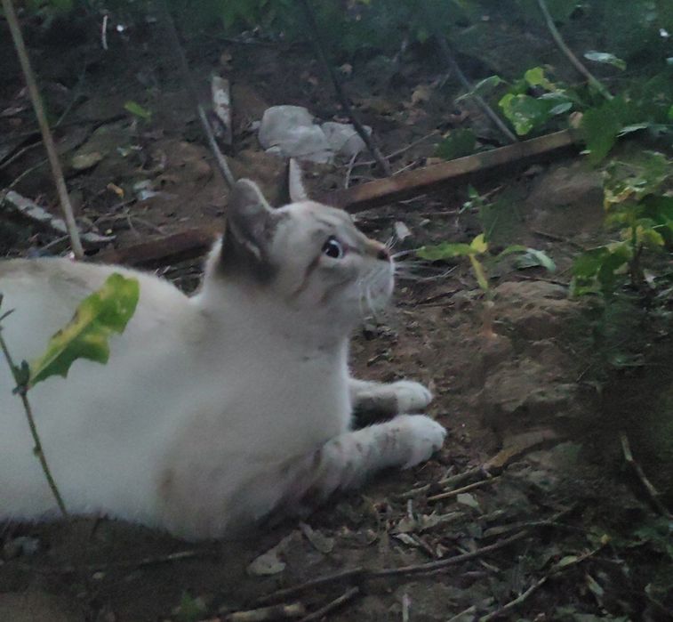 Котик,котенок,кот,бесплатно