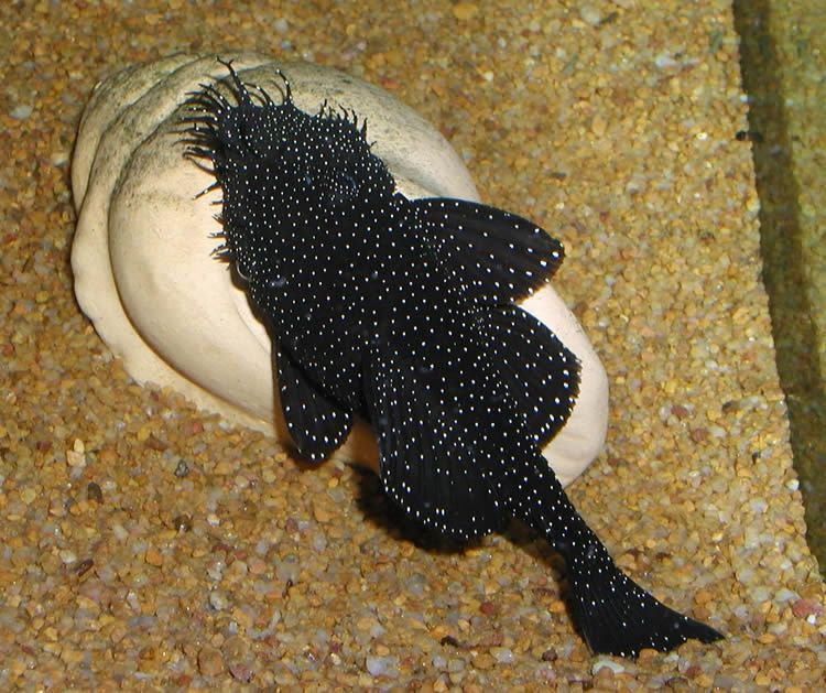 Анциструс L-181 Звездчатый