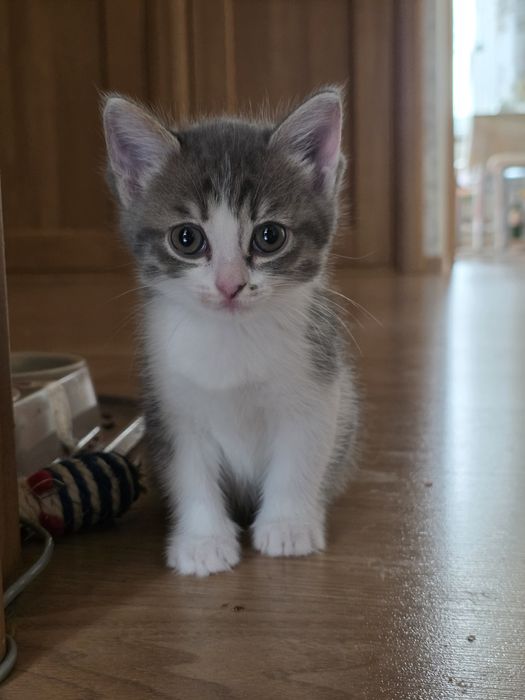 Котёнок-девочка 2 месяца в добрые руки
