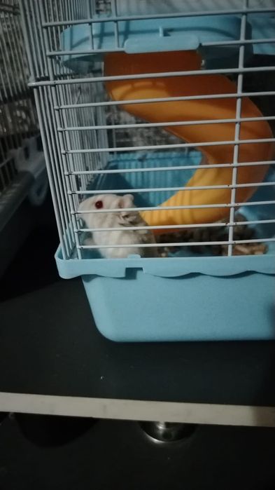 Продам хомяка джунгарский