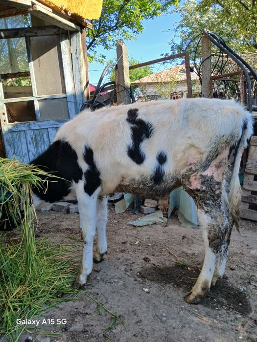 Vând vital se poate vedea la 3 km de craiova