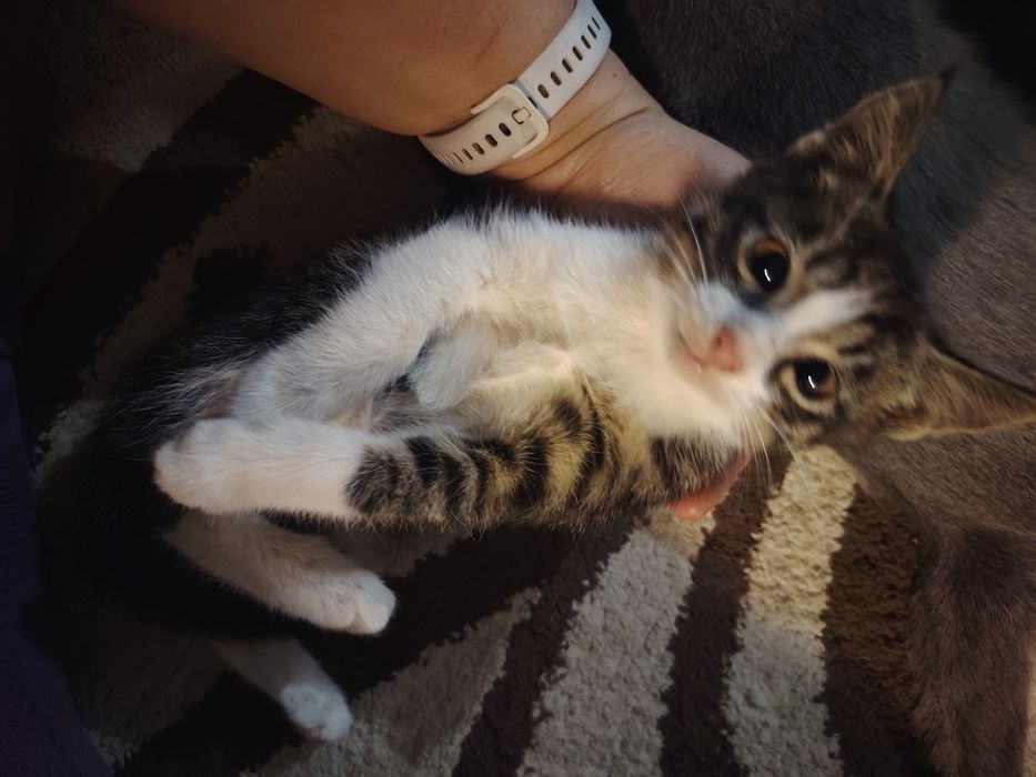 Отдам котят в хорошие руки