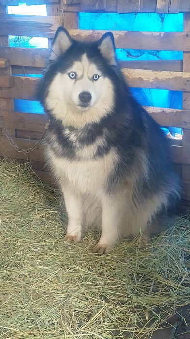 Продам чистопородную хаски