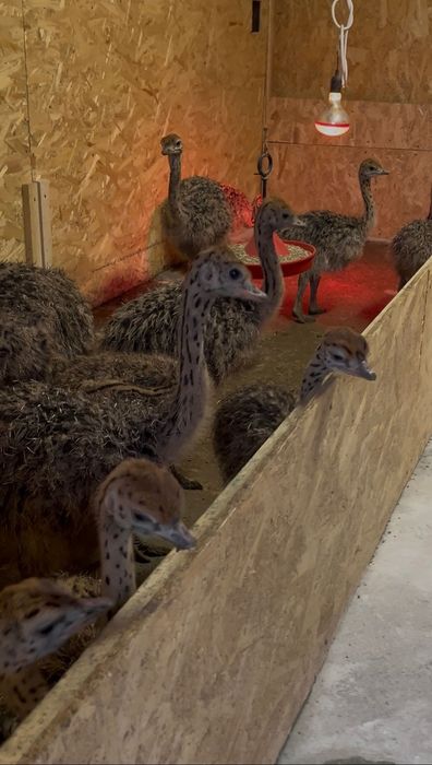 Pui de struț din propia ferma