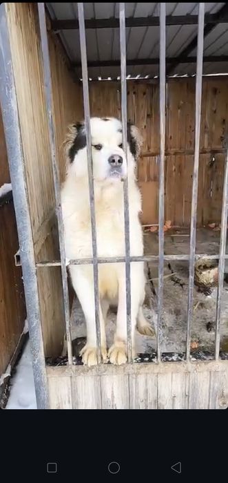 В хорошие руки собаки и кошки.