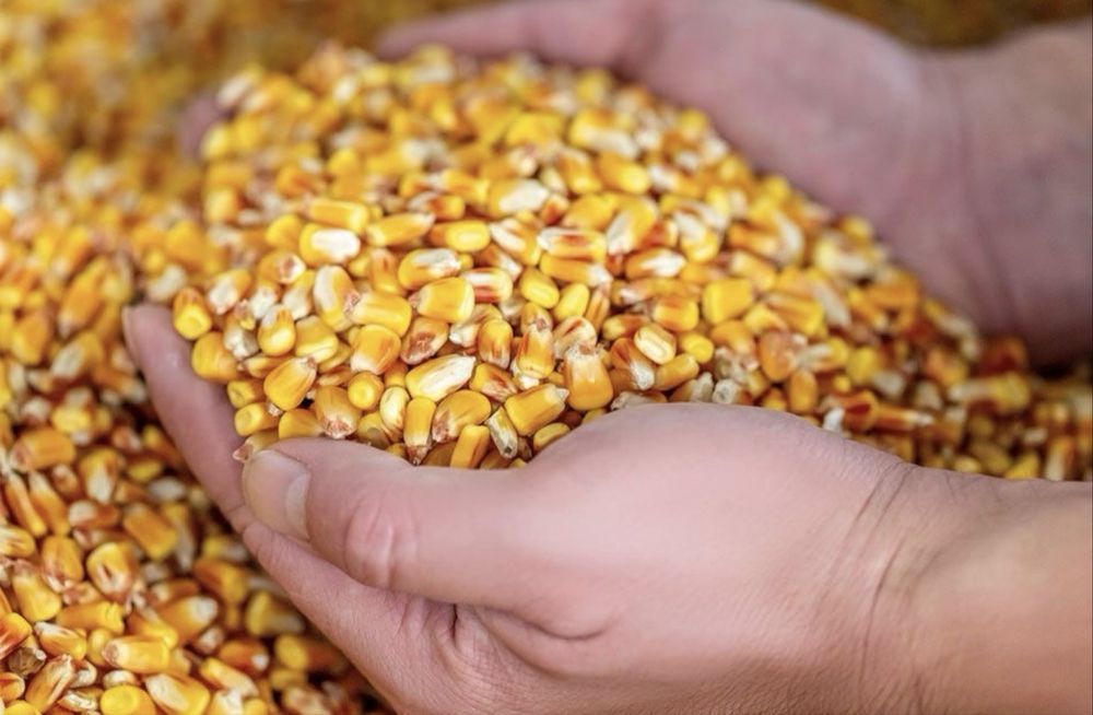 Продавам ечемик и царевица.Цена 0.50 ст.Реколта 2025 . Вълчи Дол