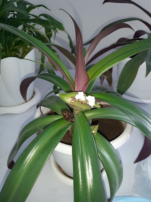 Красивые комнатные цветы. Обмен