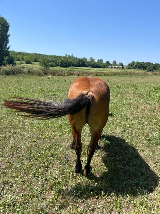 Vand manza de 2 ani