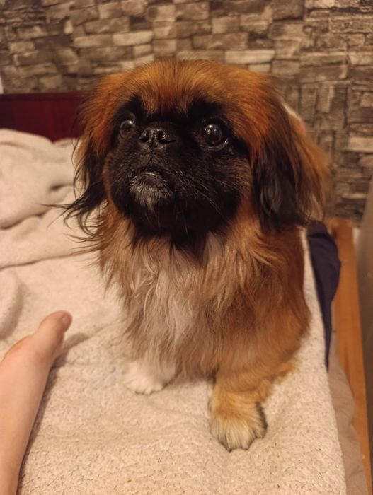 Пикинес сводка  бесплатно