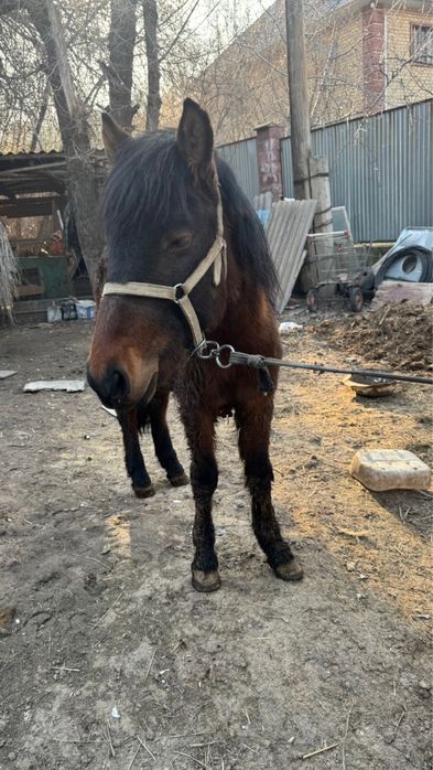 Еркек тай сатылады