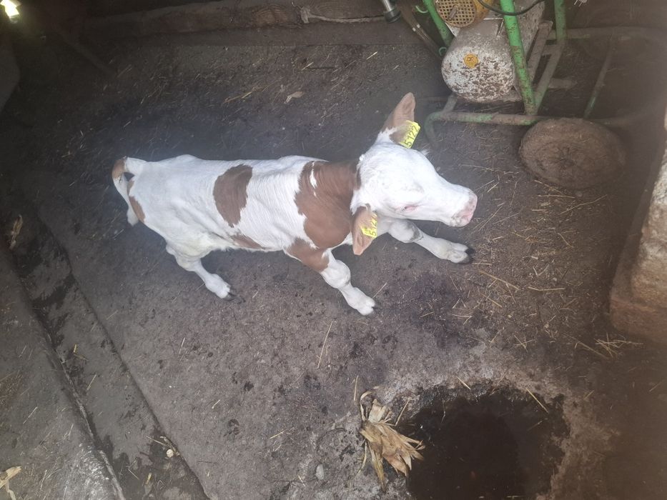 Vând vițel bălțat