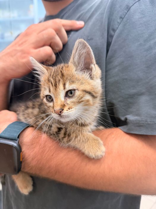 Подаряваме мъжко коте Киви