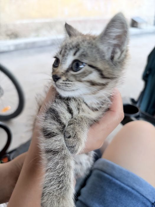 Отдам котика даром