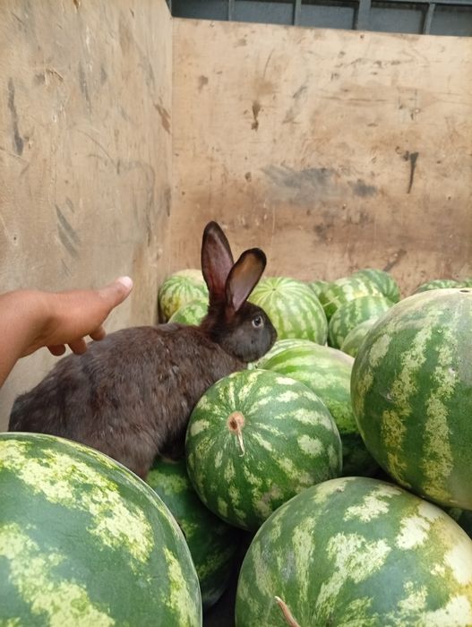 Кролики продаются