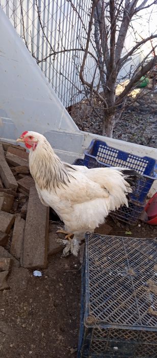 Продам петухов породы Брама