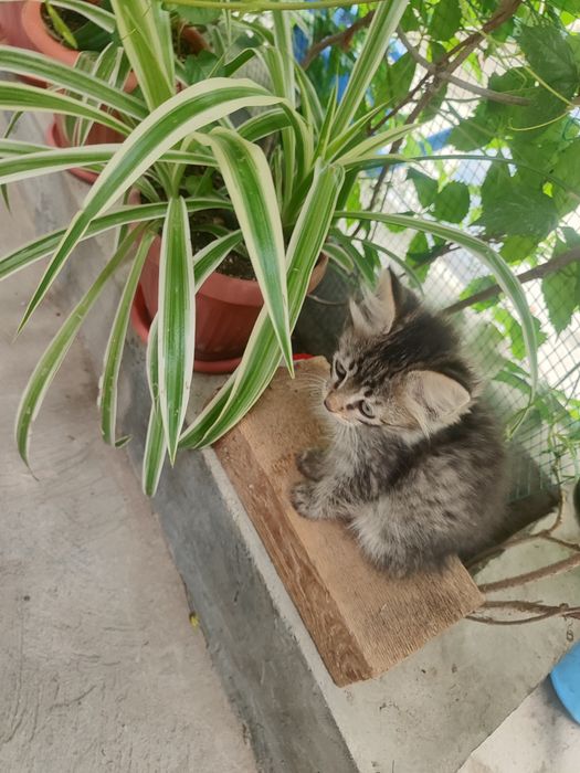 Отдаю котёнка в хорошие руки