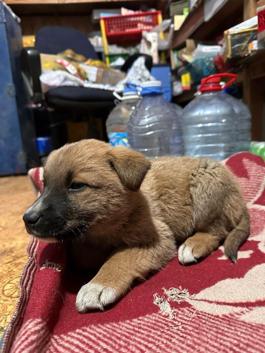 Щенок ищет семью срочно