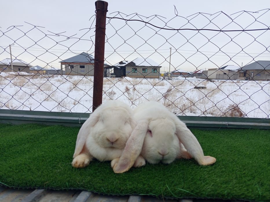 Кролик Французский баран