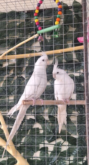 Карелла дубайски поющий пара