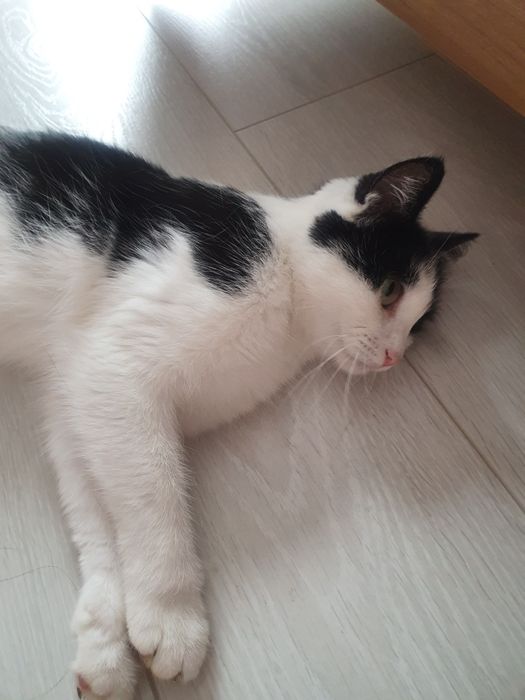 Отдам кошку в хорошие руки