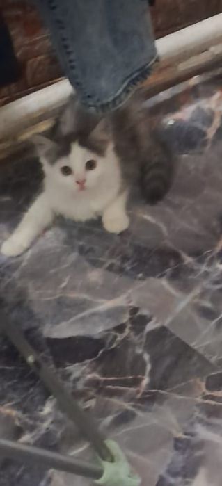 Отдам котёнка  в добрые руки