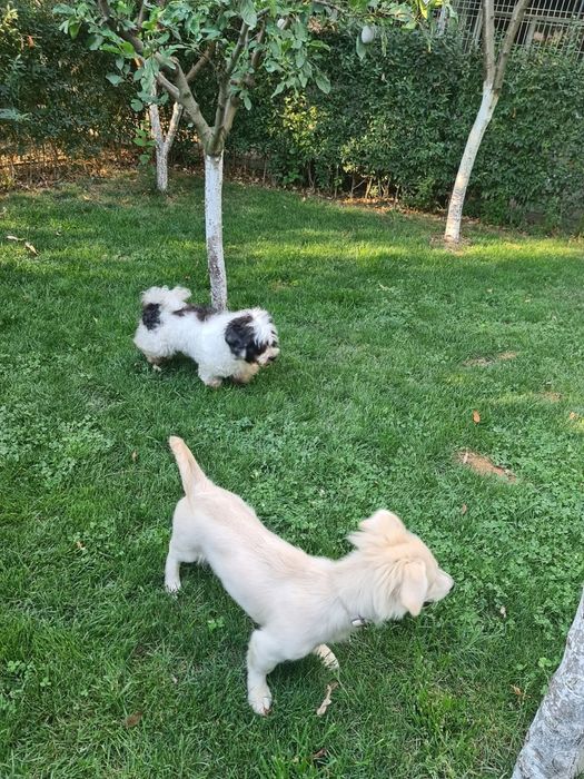 Pensiunea canină Apache