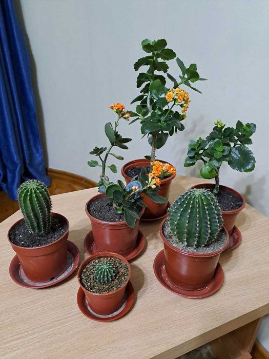 Домашний цветок Каланхоэ, и другие комнатные цветы