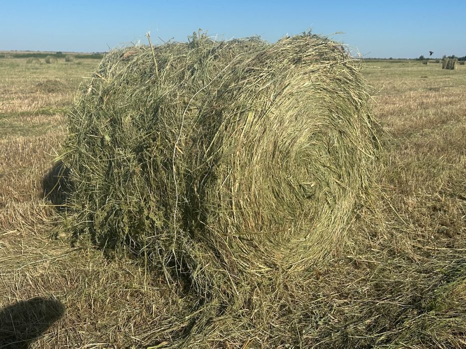 Продам сено в рулонах