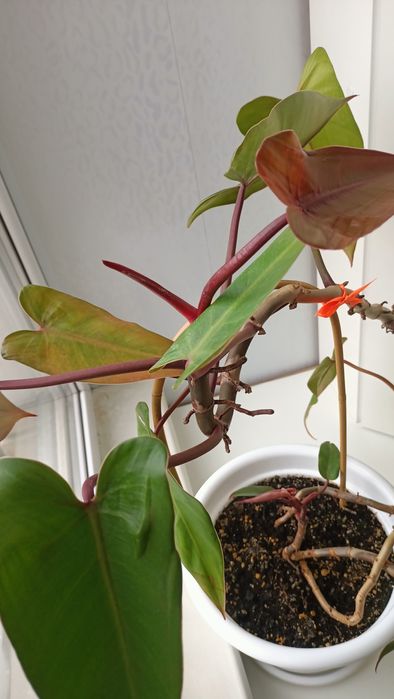 Филодендрон Красноватый