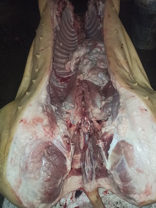 Продам мясо свинина