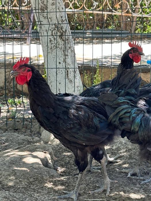 Шұлық киген жетілген әйел мені оның кискасын жалауға мәжбүр етті.