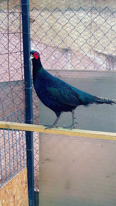 Pui de fazani comuni si tenebrosi la varsta de 3 saptamni