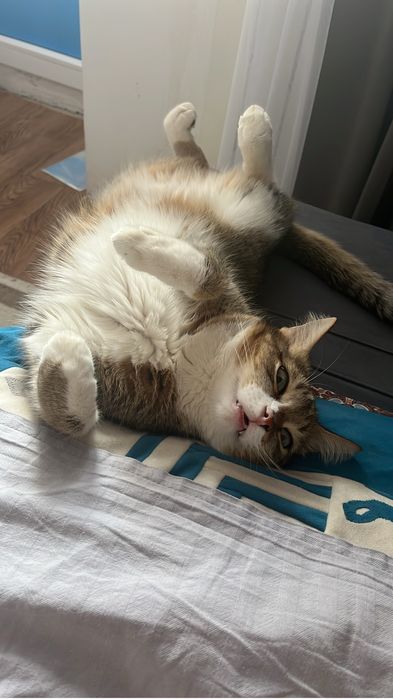 Отдам в добрые руки