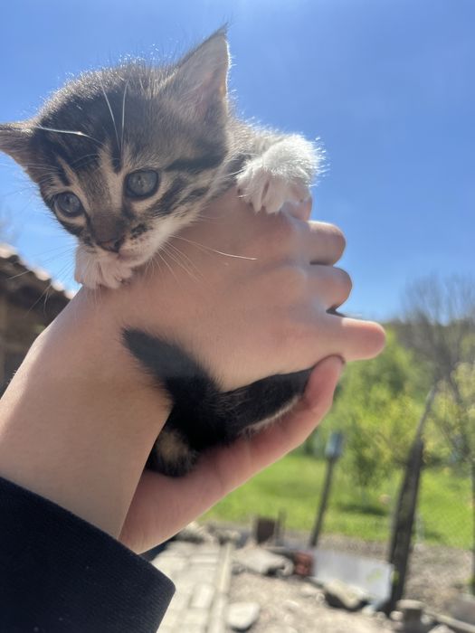 Подарявам котенца