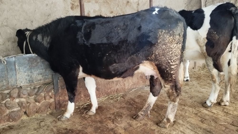 Ona bola sigir sotiladi