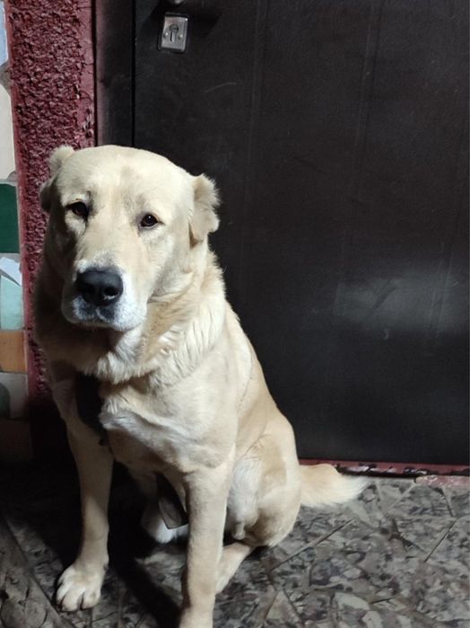 Продам щенка тобет