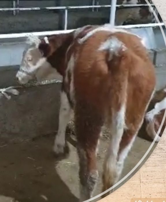 Simmental g‘unojin sotiladi