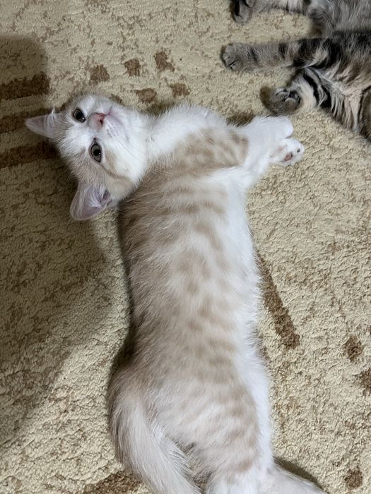котята скотиш страйт и британский