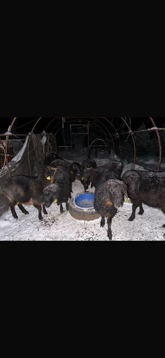 Тоқтылар сатылады.