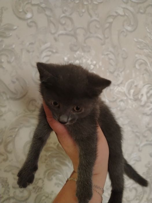 Котенок в добрые руки