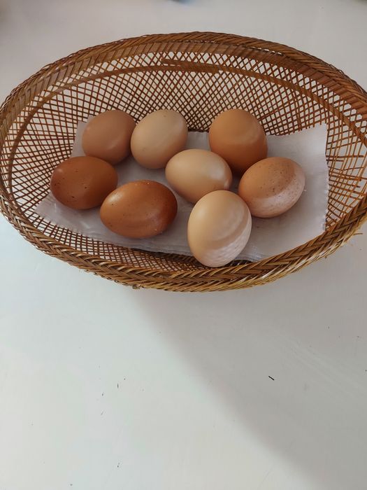 Икубационные яйца