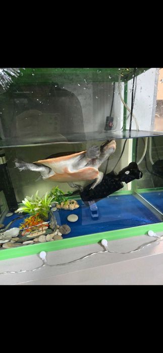 Уникална червенокоремна костенурка + аквариум и пълно оборудване.