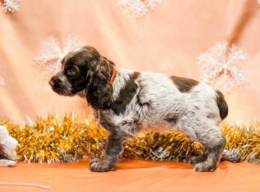 Шоколадные ушастики.