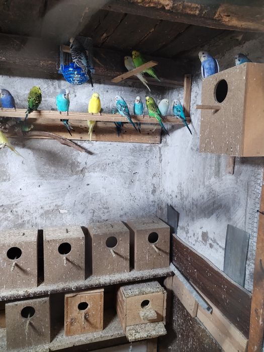 Папагали корели и вълнисти!