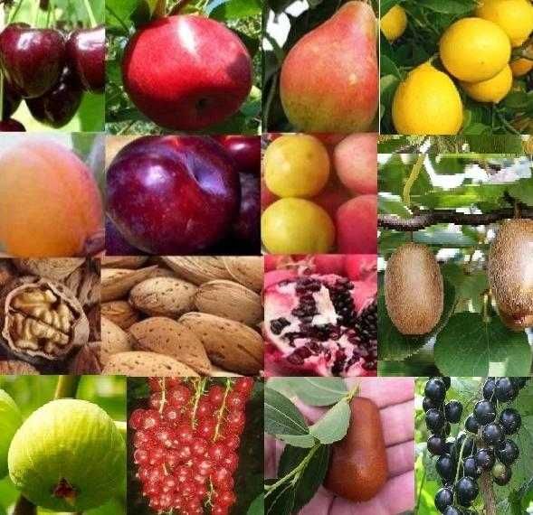 Мевали  дарахт кучатлари-Саженцы плодовых деревьев.