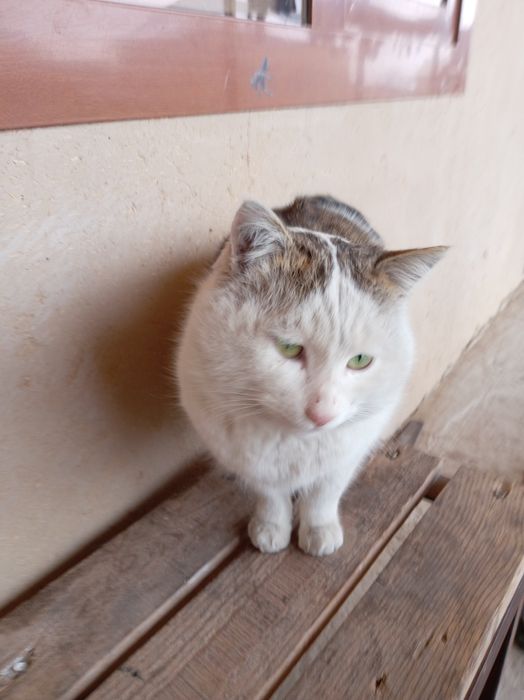 Zotor mushuk kafolati bilan